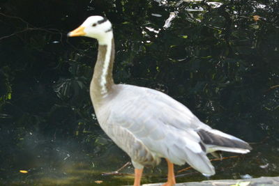 View of a bird in water
