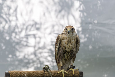 Portrait of falcon