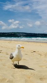 Seagulls on beach