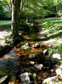 Stream flowing through forest