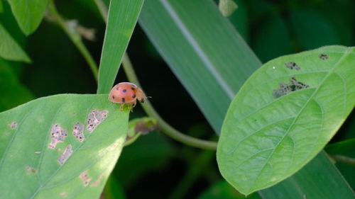 Close-up of insect on leaf