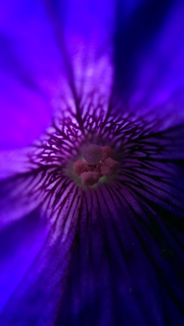 flower, purple, flower head, petal, fragility, freshness, beauty in nature, single flower, close-up, extreme close-up, growth, nature, backgrounds, full frame, selective focus, macro, stamen, pollen, no people, outdoors