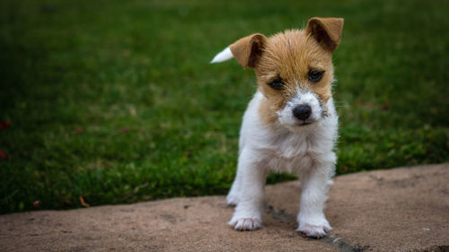 Portrait of puppy standing on field