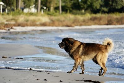 Dogs running on beach