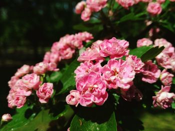 Close-up of pink flowers