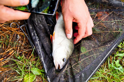 Close-up of hand holding fish