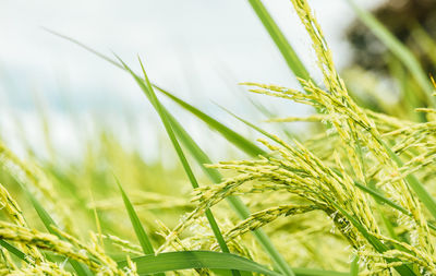 Close-up of wheat growing in grass