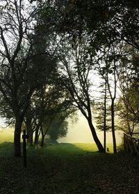 Bare trees on grassy field