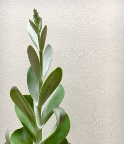 Close-up of plant against white wall