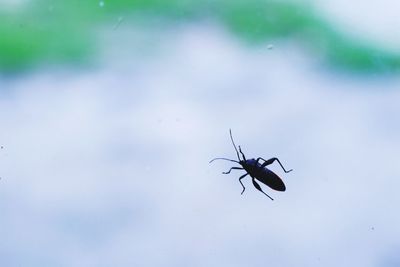 Close-up of insect on glass window