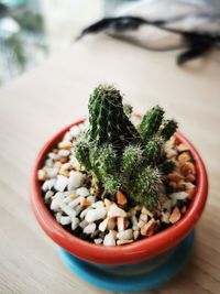 Close-up of succulent plant on table