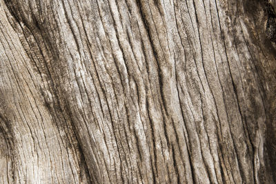 Full frame shot of pine tree