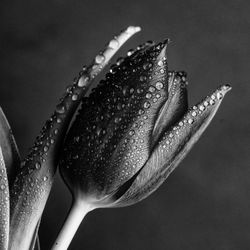 Close-up of raindrops on leaf