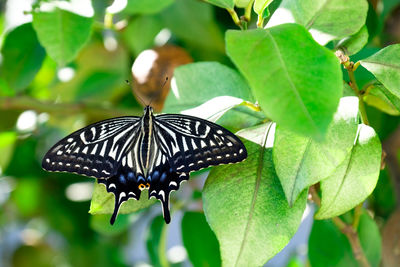 Close-up of butterfly on leaf