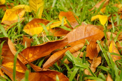 High angle view of orange leaves