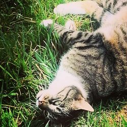 Portrait of cat relaxing on grassy field