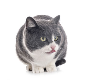 Close-up portrait of a cat against white background