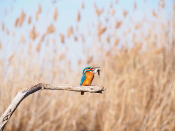 Close-up of bird perching on branch