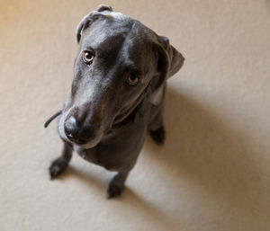 Close-up portrait of dog looking at camera 