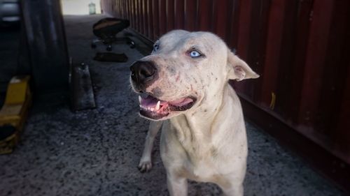 Portrait of dog looking at camera