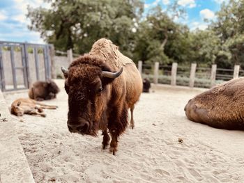 Standing bison