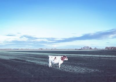 Portrait of dog on landscape against sky