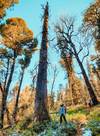 Rear view of man walking by trees in forest