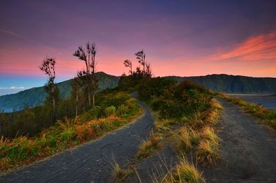 Road amidst plants and land against sky during sunset