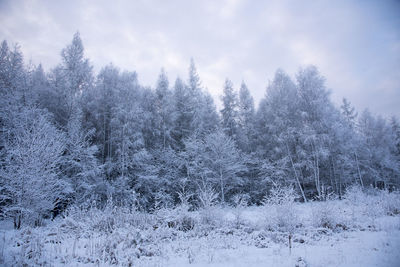 Close-up of frozen trees against sky