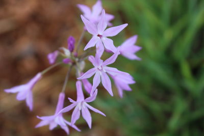 Close-up of purple flowers