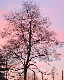 Low angle view of silhouette bare tree against sky during sunset