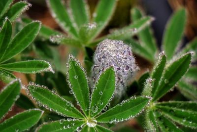 Close-up of snow on plant