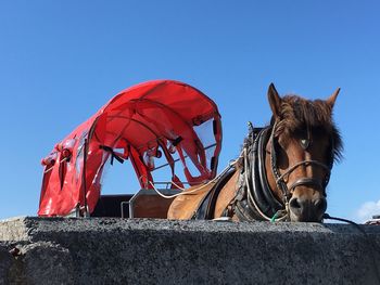 Horse with cart by wall against clear blue sky