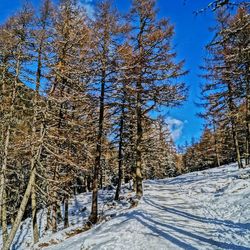 Bare trees on snow covered landscape