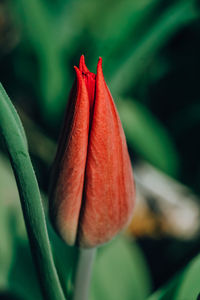 Close-up of red rose flower bud