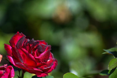 Close-up of red rose