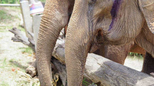 Close up of elephants trunk in elephant care sanctuary, mae tang, chiang mai province, thailand.