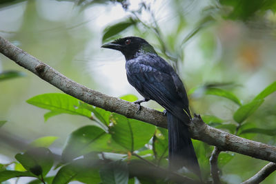 Bird perching on a branch