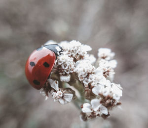 Close-up of ladybug on cherry blossom