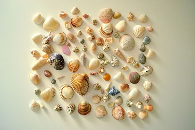 High angle view of shells on table