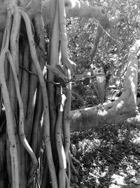 Plants growing on tree