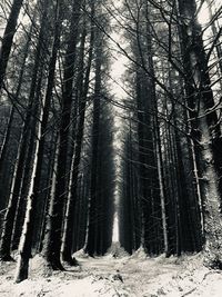 Trees in forest during winter