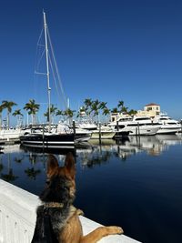 Low angle view of dog against clear blue sky