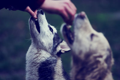 Close-up of hands feeding dogs