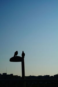 Low angle view of silhouette bird perching against clear sky