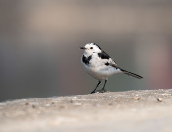 Close-up of bird perching on rock