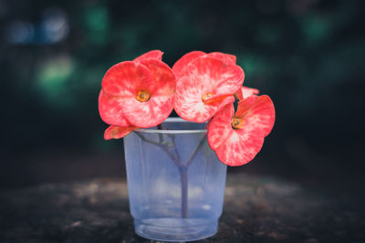 Close-up of red rose in glass vase