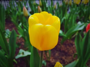 Close-up of yellow flower blooming outdoors