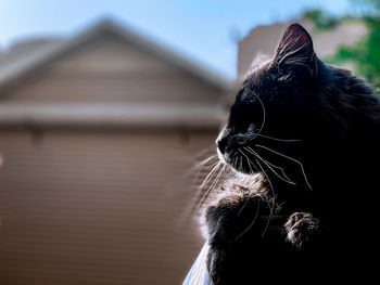 Close-up of a cat looking away