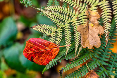 Close-up of autumn leaves